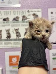 Shelter Stray Female Cat last seen Near FEDERAL AVE, EL PASO, TX, 79930, CITY of El Paso, TX, Fort Bliss, TX 79906