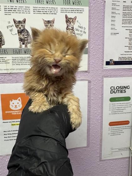 Shelter Stray Female Cat last seen Near FEDERAL AVE, EL PASO, TX, 79930, CITY of El Paso, TX, Fort Bliss, TX 79906