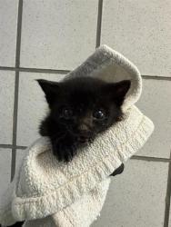 Shelter Stray Female Cat last seen El Paso, TX 79912, Fort Bliss, TX 79906