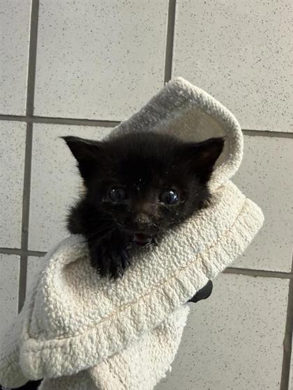 Shelter Stray Female Cat last seen El Paso, TX 79912, Fort Bliss, TX 79906