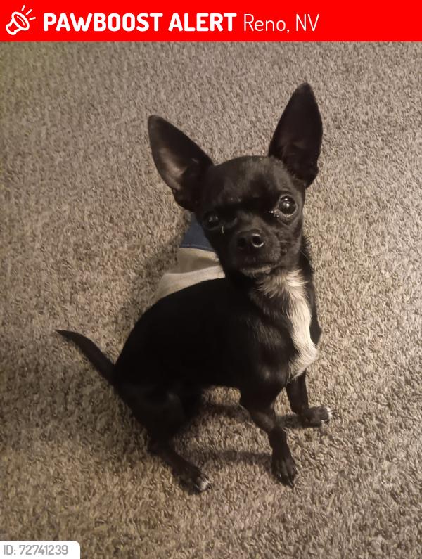 Lost Male Dog last seen Off of Moana and Neil rd, Reno, NV 89502