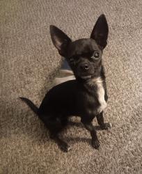 Lost Male Dog last seen Off of Moana and Neil rd, Reno, NV 89502