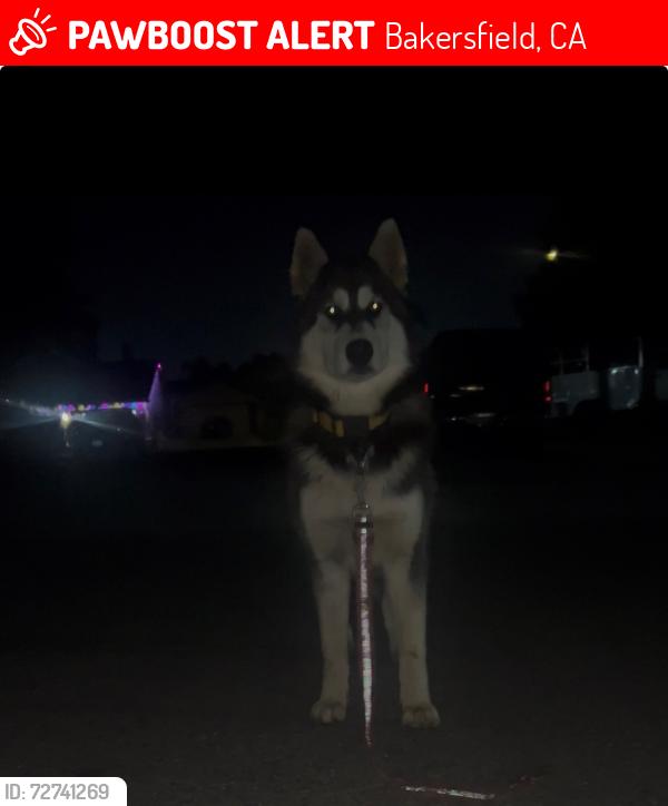Lost Female Dog last seen by ridgeview high school and panama elementary, Bakersfield, CA 93313