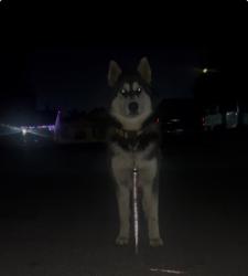 Lost Female Dog last seen by ridgeview high school and panama elementary, Bakersfield, CA 93313