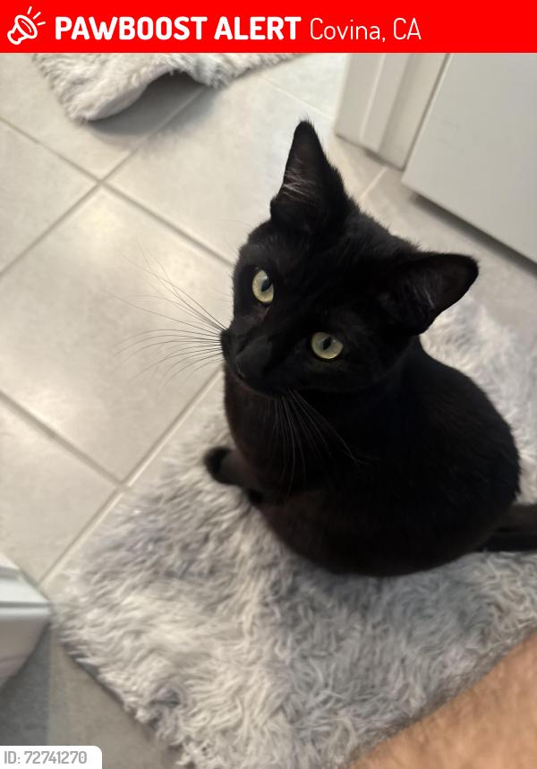 Lost Male Cat last seen Near east arrow Hwy mobile s, Covina, CA 91724