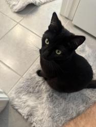 Lost Male Cat last seen Near east arrow Hwy mobile s, Covina, CA 91724