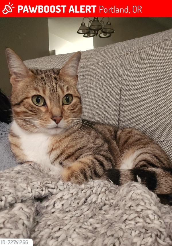 Lost Female Cat last seen 185th and Springville, Portland, OR 97229