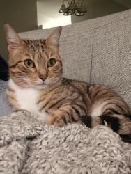 Lost Female Cat last seen 185th and Springville, Portland, OR 97229