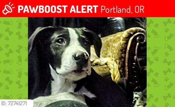 Lost Male Dog last seen Luis and Clark State Park parking lot , Portland, OR 97219