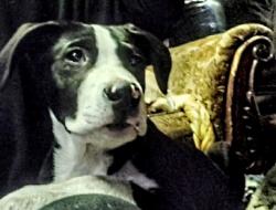 Lost Male Dog last seen Luis and Clark State Park parking lot , Portland, OR 97219