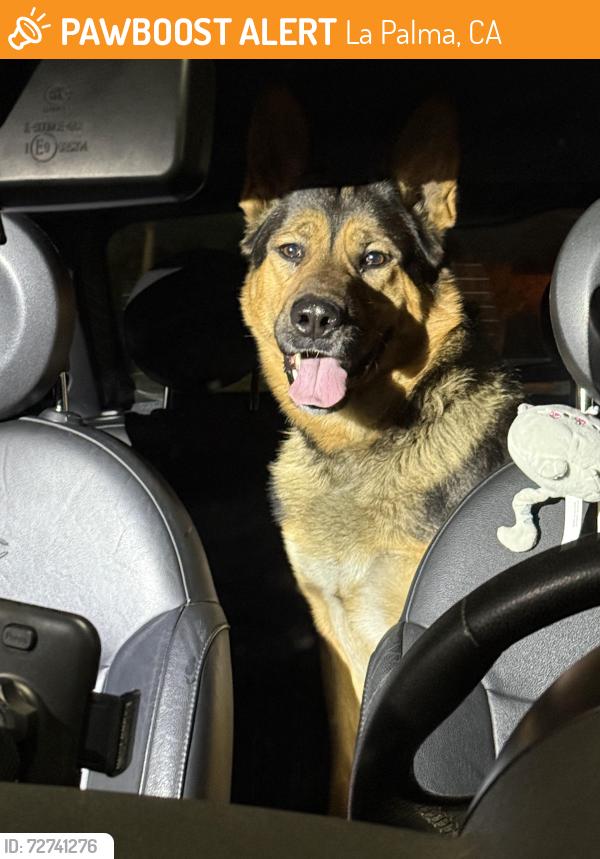 Found/Stray Male Dog last seen La Palma Central Park , La Palma, CA 90623