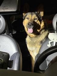 Found/Stray Male Dog last seen La Palma Central Park , La Palma, CA 90623