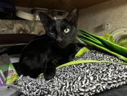 Lost Female Cat last seen Near logsdon lane, Concrete, WA 98237