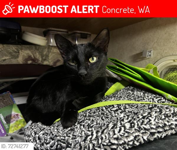 Lost Female Cat last seen Near logsdon lane, Concrete, WA 98237