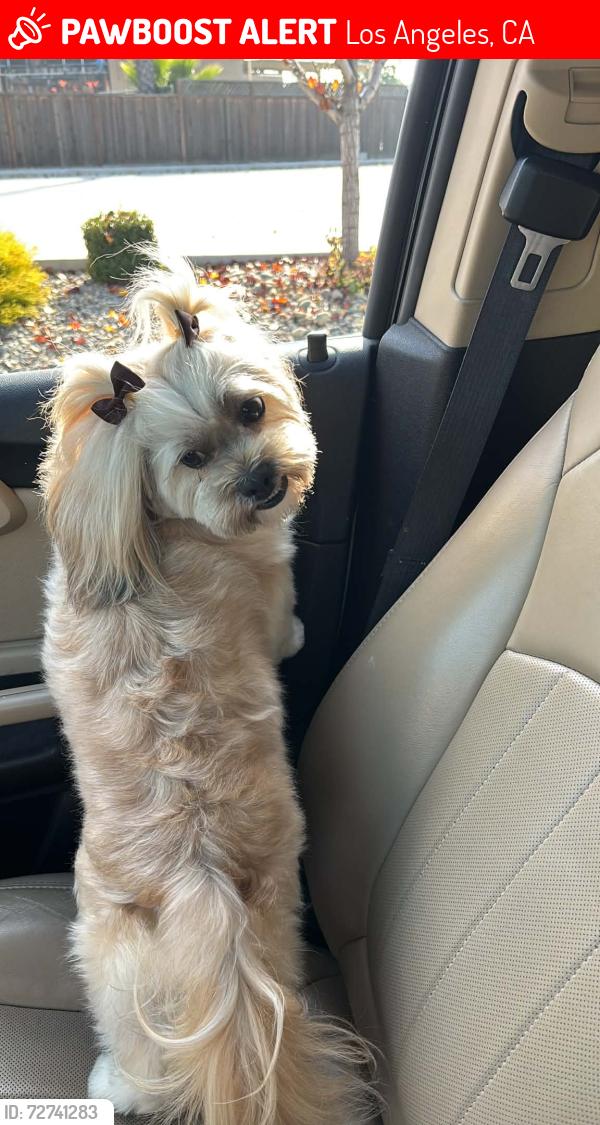 Lost Female Dog last seen Belle Porte ave, president ave , Los Angeles, CA 90710