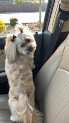 Lost Female Dog last seen Belle Porte ave, president ave , Los Angeles, CA 90710