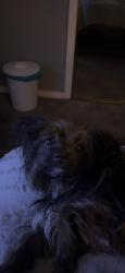 Lost Female Dog last seen nearest by, Jackson, MS 39212