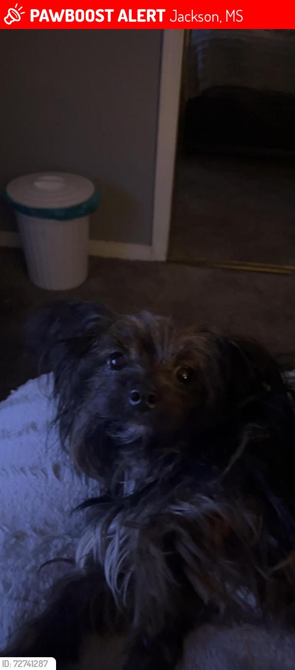 Lost Female Dog last seen nearest by, Jackson, MS 39212