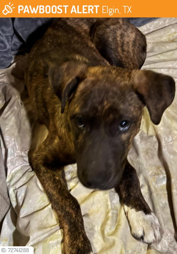 Found/Stray Male Dog last seen Bilmar street , Elgin, TX 78621