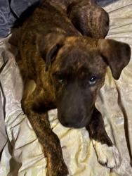 Found/Stray Male Dog last seen Bilmar street , Elgin, TX 78621