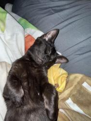 Lost Male Cat last seen Man O War,Alumni Dr,Pimlico Pkwy,Yellowstone Pkwy, Lexington, KY 40517