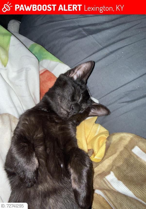 Lost Male Cat last seen Man O War,Alumni Dr,Pimlico Pkwy,Yellowstone Pkwy, Lexington, KY 40517
