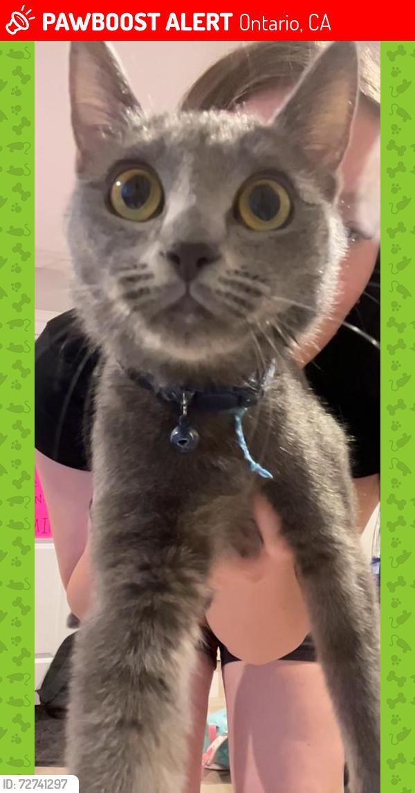Lost Female Cat last seen Amber and Sixth Street, Ontario, CA 91762