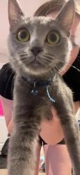 Lost Female Cat last seen Amber and Sixth Street, Ontario, CA 91762
