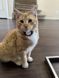 Lost Male Cat last seen Near E 39th Ave, Denver, CO 80249