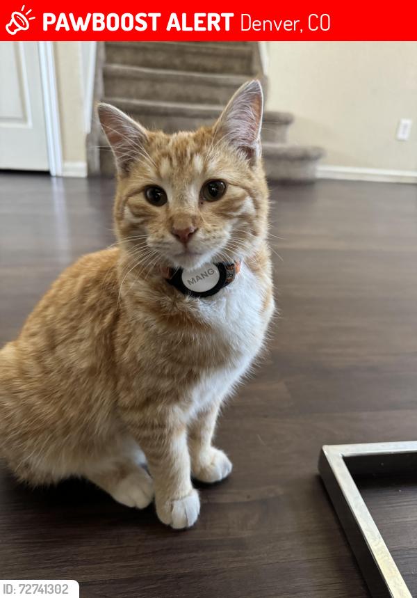 Lost Male Cat last seen Near E 39th Ave, Denver, CO 80249