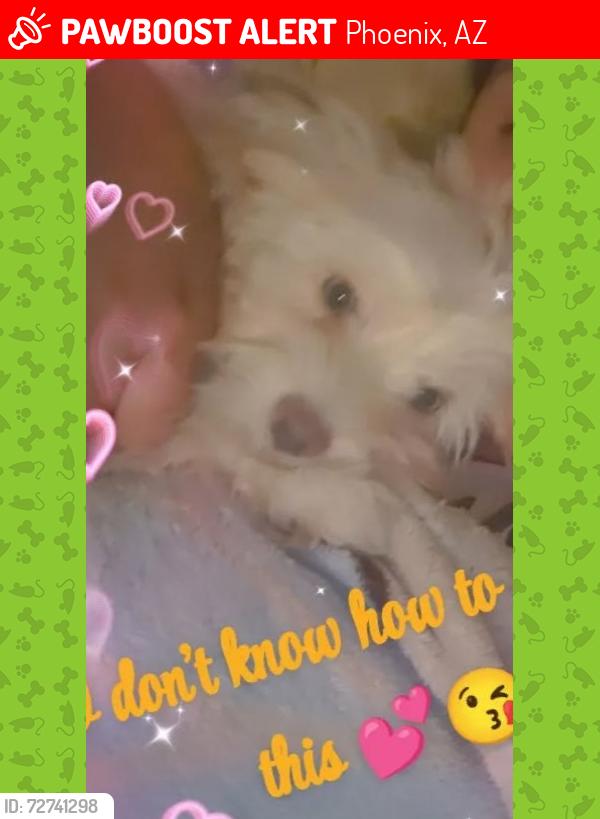 Lost Female Dog last seen 3rd st sunland, Phoenix, AZ 85040