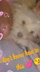 Lost Female Dog last seen 3rd st sunland, Phoenix, AZ 85040