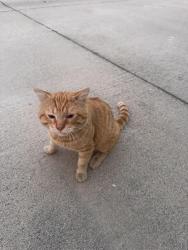Found/Stray Male Cat last seen Third street at Walnut Hills Mobile  Community, Walnut, CA 91789