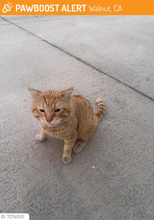 Found/Stray Male Cat last seen Third street at Walnut Hills Mobile  Community, Walnut, CA 91789