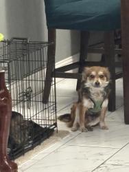 Lost Male Dog last seen  Rita Kay Ln Fort Worth Tx 76119, Fort Worth, TX 76119