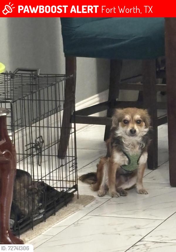 Lost Male Dog last seen  Rita Kay Ln Fort Worth Tx 76119, Fort Worth, TX 76119