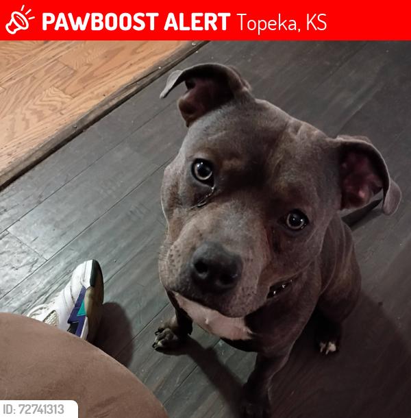 Lost Male Dog last seen NE arter NE Strait NE kellam NE Winfield , Topeka, KS 66616