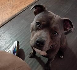 Lost Male Dog last seen NE arter NE Strait NE kellam NE Winfield , Topeka, KS 66616