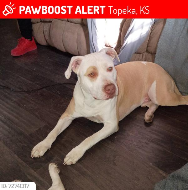 Lost Male Dog last seen NE arter NE Strait NE kellam NE Winfield , Topeka, KS 66616