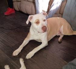 Lost Male Dog last seen NE arter NE Strait NE kellam NE Winfield , Topeka, KS 66616