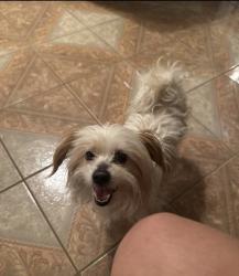 Found/Stray Unknown Dog last seen Christian life center, Stockton, CA 95210