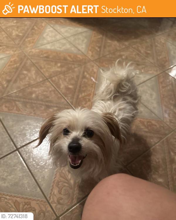 Found/Stray Unknown Dog last seen Christian life center, Stockton, CA 95210