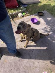 Lost Female Dog last seen Normandie 162 Budlong , Gardena, CA 90247