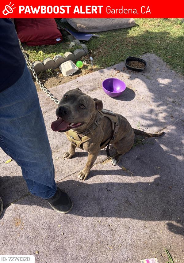 Lost Female Dog last seen Normandie 162 Budlong , Gardena, CA 90247
