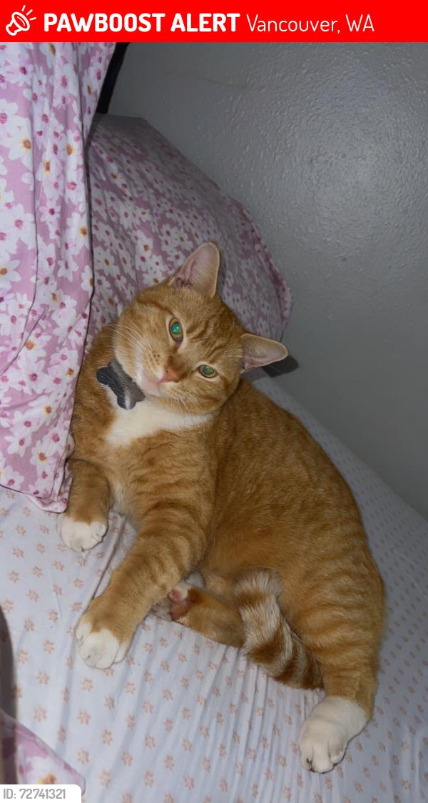 Lost Male Cat last seen Near ne Burton Rd , Vancouver, WA 98662