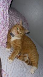 Lost Male Cat last seen Near ne Burton Rd , Vancouver, WA 98662
