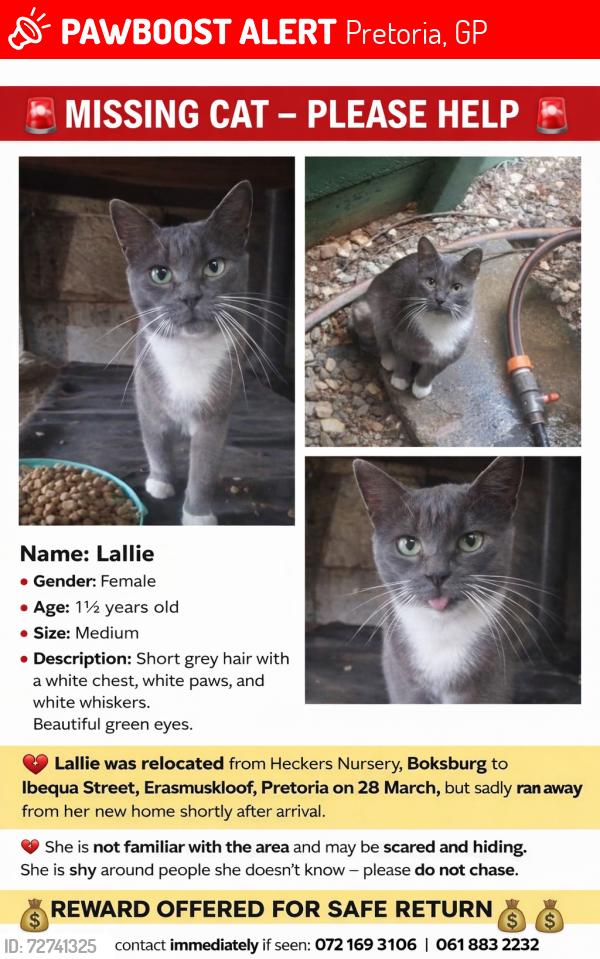 Lost Female Cat last seen Ibequa Street, Erasmuskloof, Pretoria , Pretoria, GP 0181