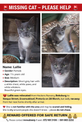 Lost Female Cat last seen Ibequa Street, Erasmuskloof, Pretoria , Pretoria, GP 0181