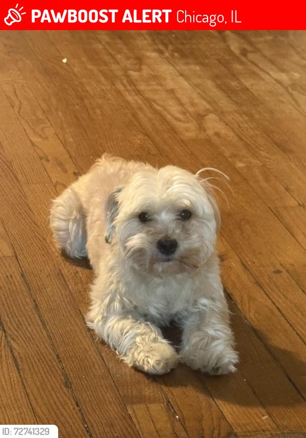 Lost Male Dog last seen W madison street, Chicago, IL 60624