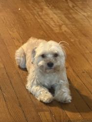 Lost Male Dog last seen W madison street, Chicago, IL 60624